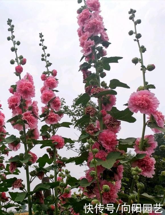 花园|蜀葵花开了，杆子蹿到一米八，花开一串串，百米开外就能见到