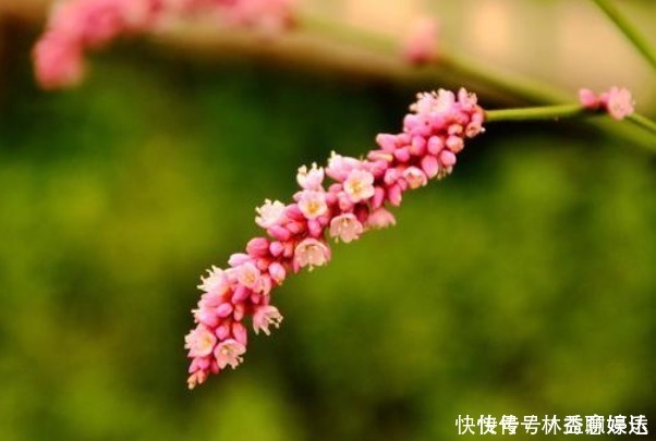 酿酒|有种野草没人要,花瓣能酿酒,嫩叶能“毒鱼”,可以吃也可以入药