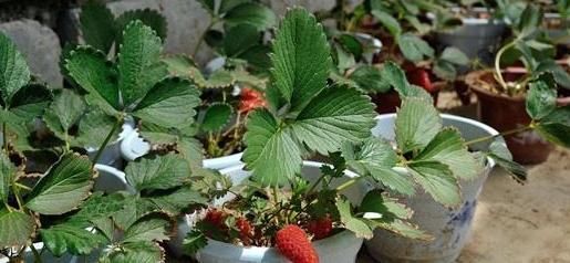 百香果|吃剩的水果种子,往盆里一种,种成小盆栽,一不小心就结出果实来