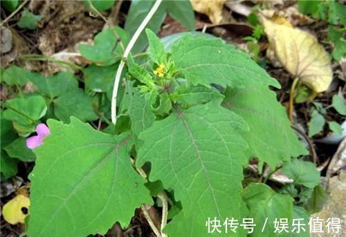 风湿性关节炎|农村长的“粘糊菜”，专治风湿关节炎，多数人都不了解