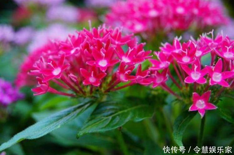 4种花被称为“大美女”，绚丽多彩，比牡丹好看，年年开花不断