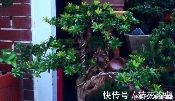 盆景|明白人都养“3种树”,看着很“普通”,殊不知,越养越“值钱”!