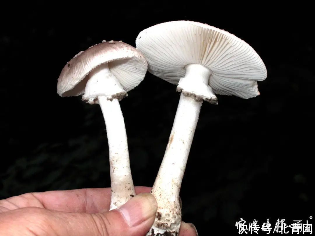 中毒|多人食用后中毒，这东西近期常见！医生：没有特效药，死亡率很高…