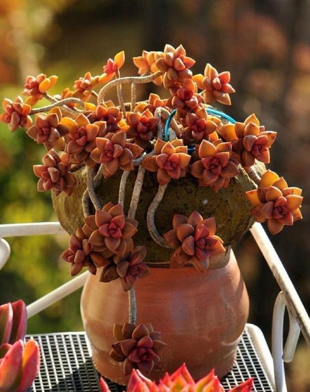 6款多肉大普货,完全靠实力征服花友,养护简单出状态真好看