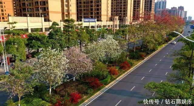 三月|花样荷城,美不胜收!