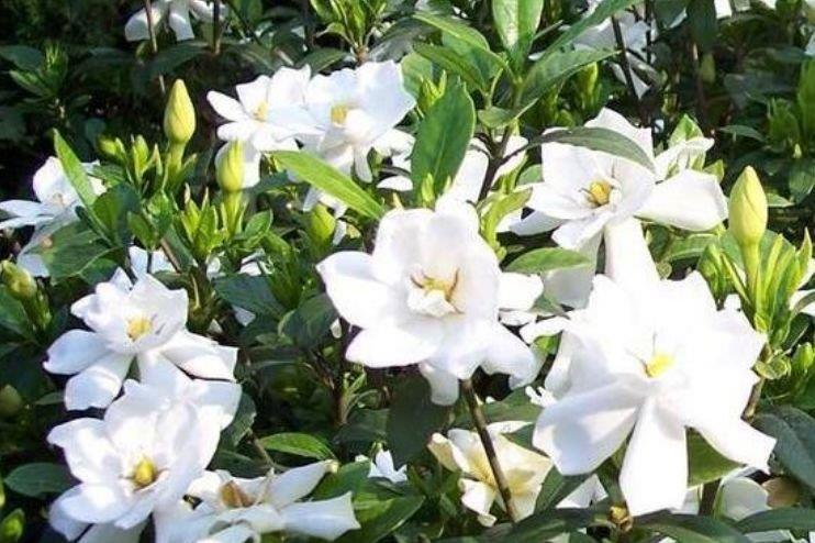 4种花是爆盆能手，开起花来“拦”不住，花开不断，还能旺财