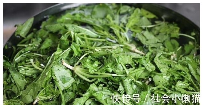 马齿苋|春天,遇到4种野菜别放过,加把面粉蒸一蒸,太好吃了