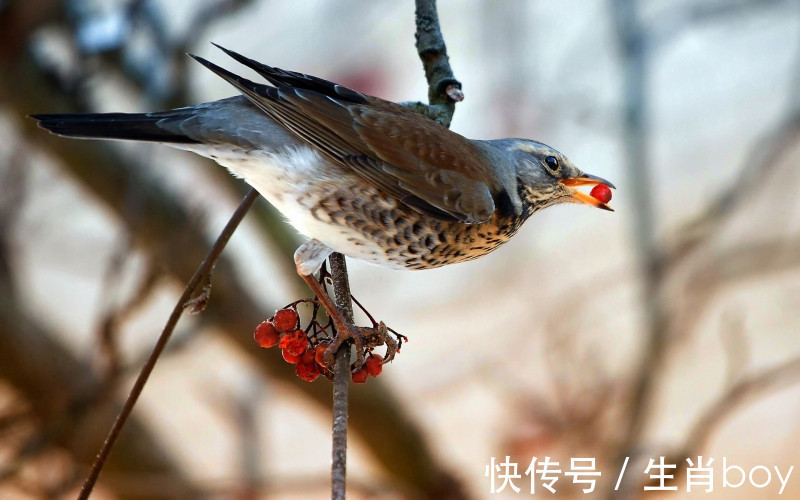 生肖|能够接受自己“人到中年，一事无成”的生肖，人生乐观且积极