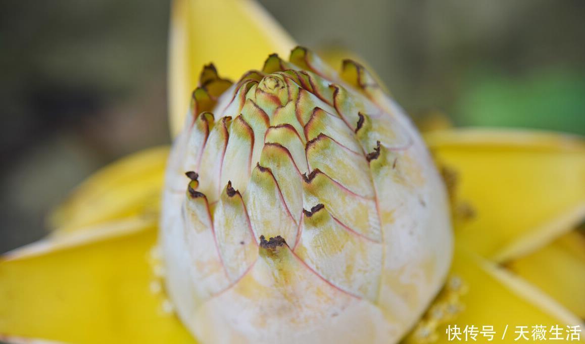 花期|等我有钱了，就养这些花，高端大气，花期长