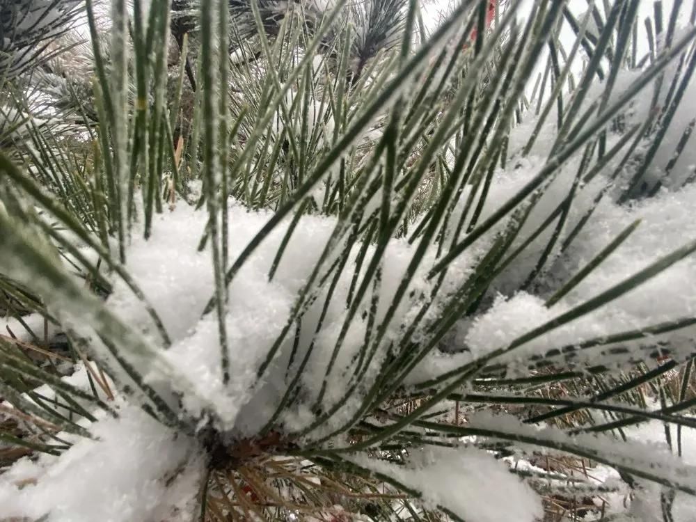  临沂|下雪了！下雪了！临沂今冬第一场雪来了