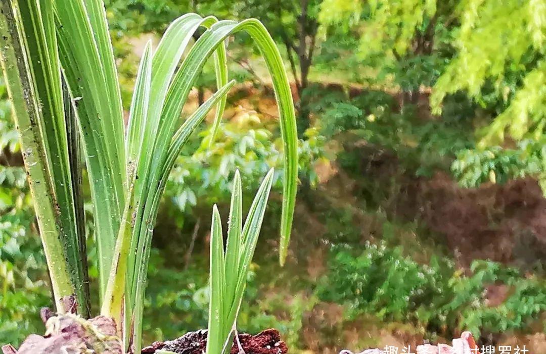 植料|什么树皮种兰花更好？学会处理松树皮，养蕙兰一年都不用施肥