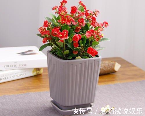 养这10种花,再喜欢也别多浇水,少浇水,不管它,反而花更多