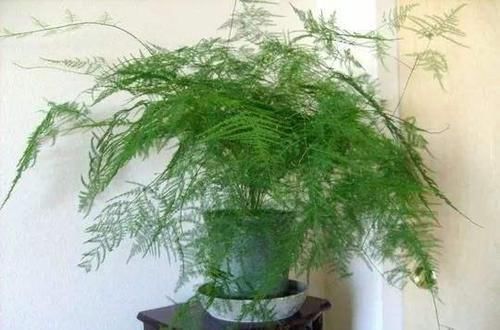 养文竹,谨记2多、2少,不黄叶,还不断冒新芽