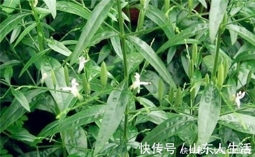 中药材|长得矮小,作用却不小,既是花卉,也是药,清热解毒效果好!