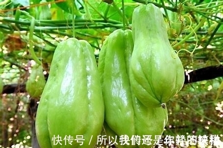 瓜丝|女人高血压不要慌,常吃此瓜,止咳化痰,降血压,给血管清垃圾!