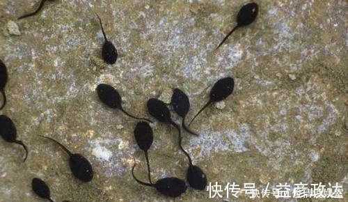 虫子|如何让孩子远离手机,这几乎是唯一的方式