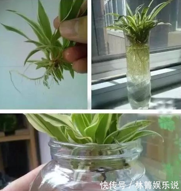 小吊兰|秋天吊兰怎么养教你这些小妙招，1盆轻松变多盆