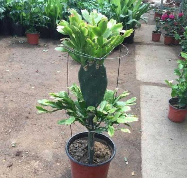 窍门|培育仙人掌有“窍门”,扦插一年1米高,嫁接多层蟹爪兰特别好!