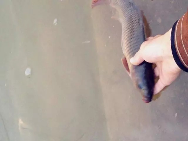 吃剩的米饭别浪费,稍微处理一下,一款秋冬季钓鱼的好钓饵就有了