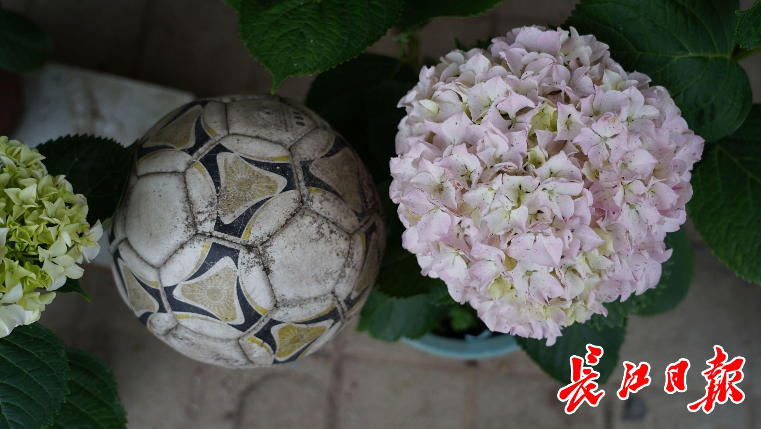 无尽夏|他家的绣球花直径大过足球,来听养花高手的养护经验