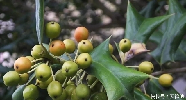 全身|农村的一种野生植物，人称“猫耳刺”，全身都是宝，却很少人知道