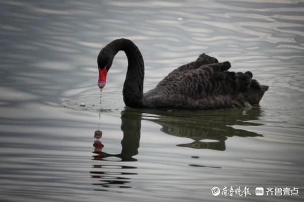 悠闲|冬日华山湖，黑天鹅悠闲的游来游去