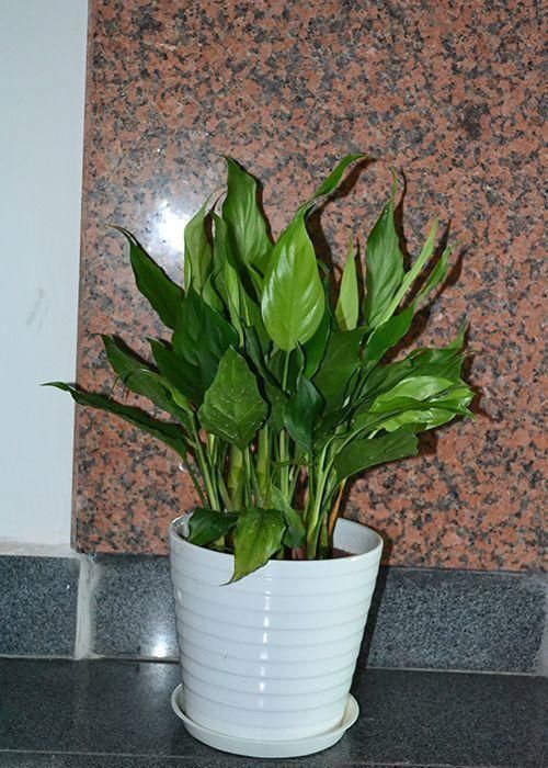 卫生间适合养什么花推荐几种好活耐湿花,净化空气没异味