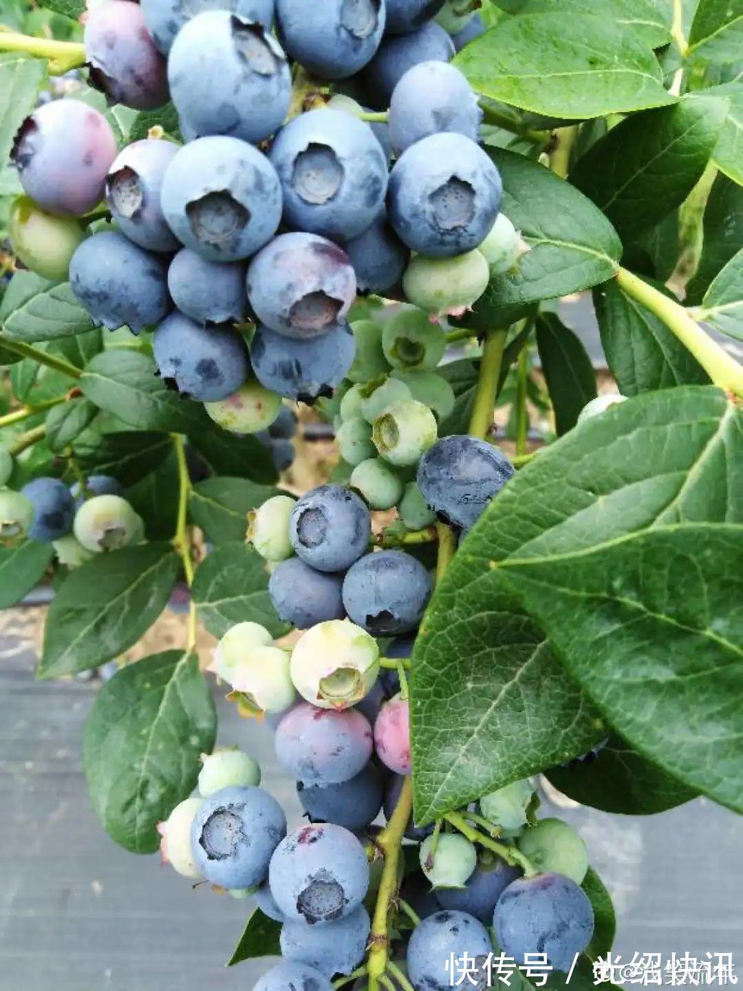 大粗杆插土里,7天生根,当年结果压弯枝,不用买水果了!