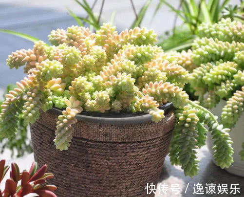 妙招|多肉新玉缀怎么养教你3个盆栽的小妙招,养出最旺盛的新玉缀
