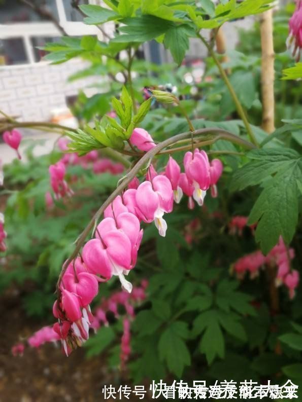 阳性|耐阴花就养这5种，阴凉地儿也能开花，颜值一点不比阳性植物低