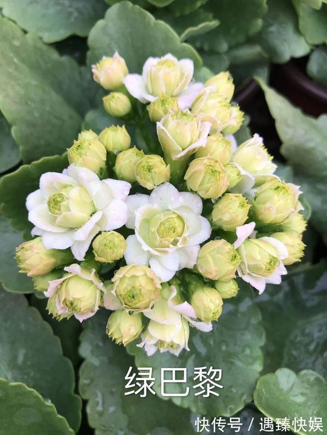 长寿花17个品种,个个都是爆花机器,谁见了都夸!