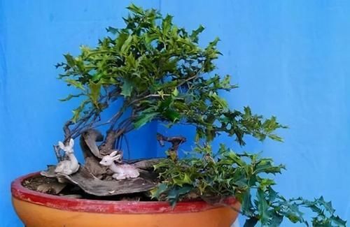 枸骨是制作盆景的好素材,集观形、观叶、观果于一身,还很好养活