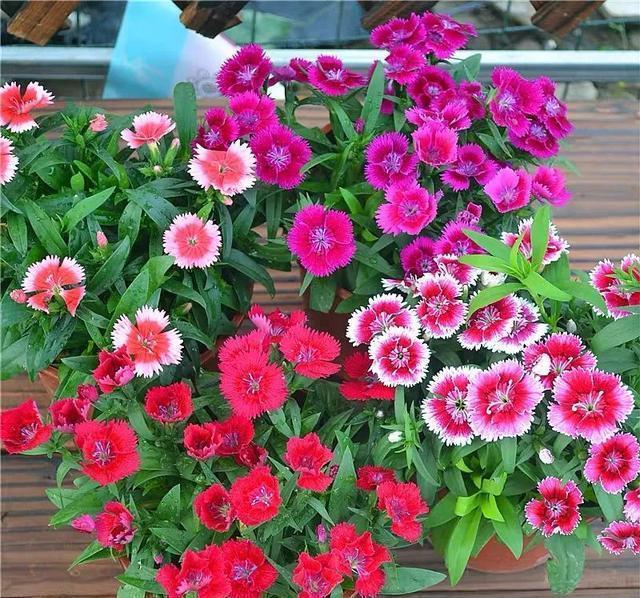 这花真好养,新手也能上手,家里养几盆,花繁色艳,漂亮极了