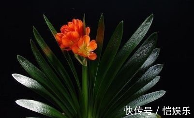 用此4种水浇君子兰,不用施肥也可以让君子兰花大色艳!