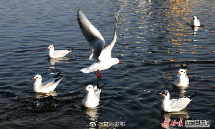 刘家峡|鸥鸣黄河两岸 春日到刘家峡赏鸟正当时