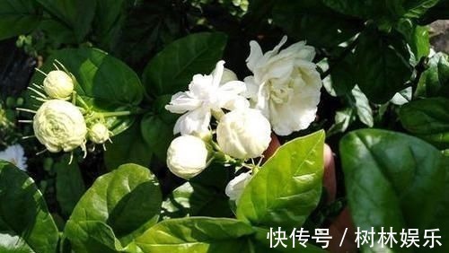 腐烂|茉莉花叶片焦枯,有2种“病因”,避开养护,生长不断,开花爆盆