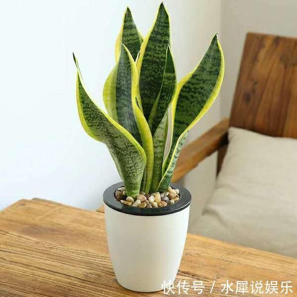 小芽|虎皮兰长得慢、不冒小芽盆土“一扒拉”,小芽蹭蹭窜出来!