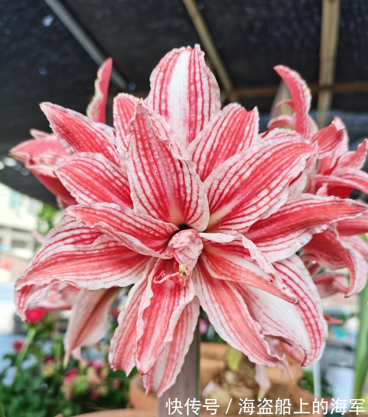 3个养花坏习惯,要赶紧改掉,不然花养得再多也养不好