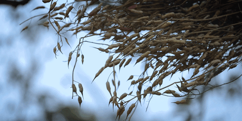 一物一生，吃完萝卜，一生系列就停在这里了吧