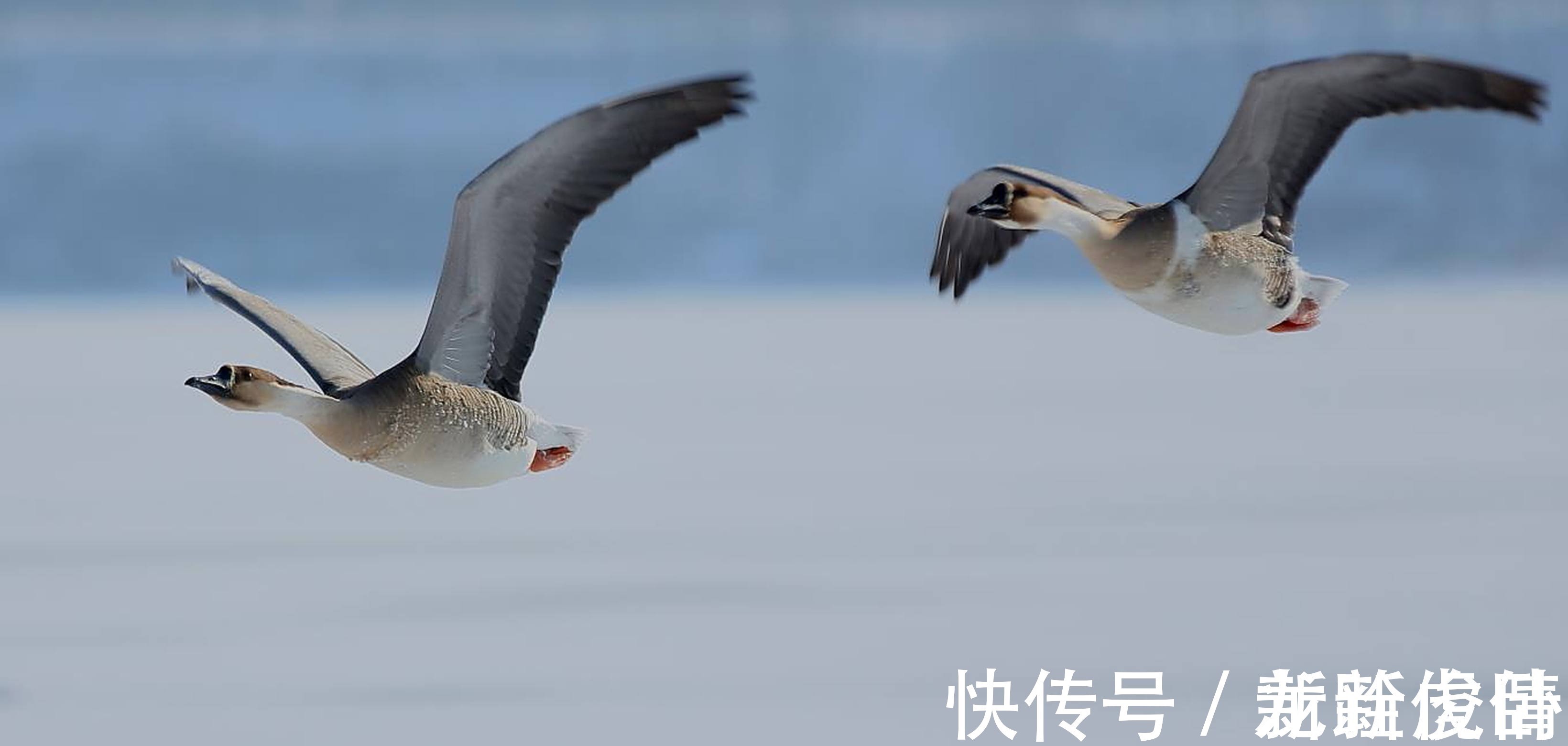 元好问!他是金国著名词人,被尊为一代文宗,其一首词开头就是千古绝唱