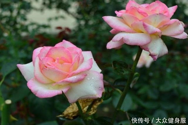 月季花的正确养殖方法,就这几点,你需要知道!