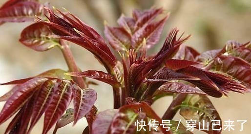 专家|发芽的大蒜不能吃?专家:3种食物发芽后,吃了对人体更好