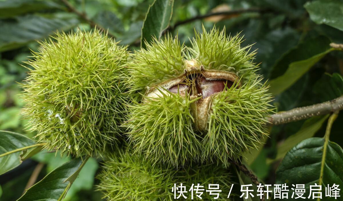 搅拌均匀|中秋来临,这8种“秋果”要多吃,家人团圆必备,降燥润肺两不误