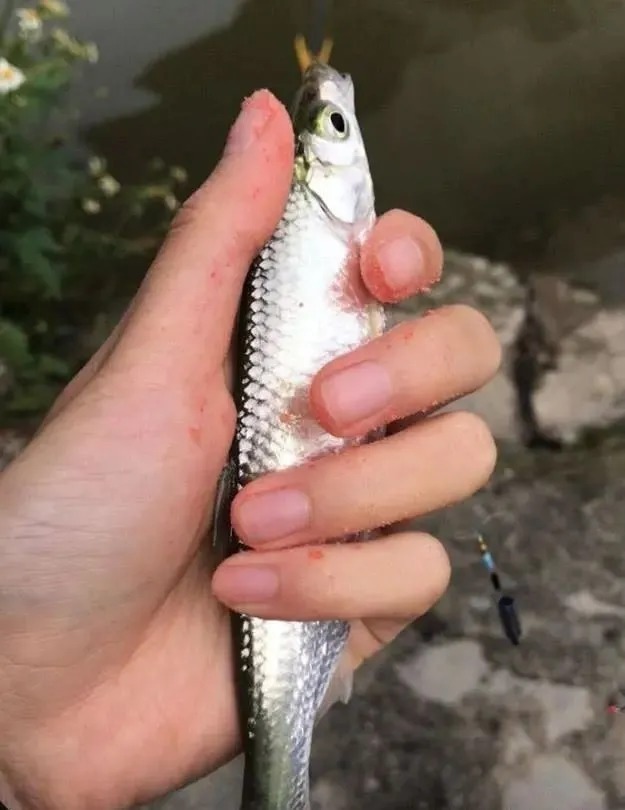 天冷鱼不开口?老钓友教你4个办法,鱼口活跃,怎么都能钓到鱼!