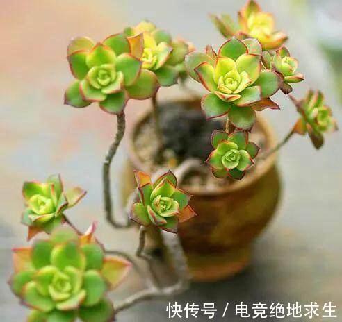 6种多肉，傻子都能养爆盆，不浇水都能活