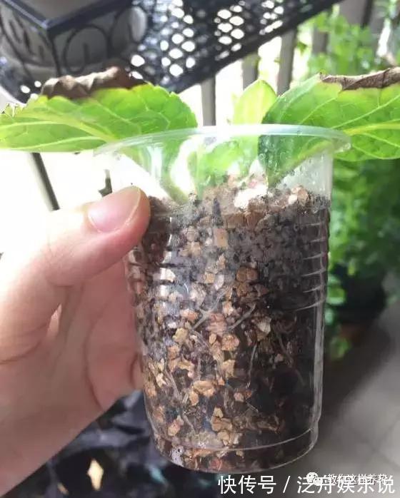 托盘|3种花太贵,别再买了,剪几个枝就能扦插几十盆!