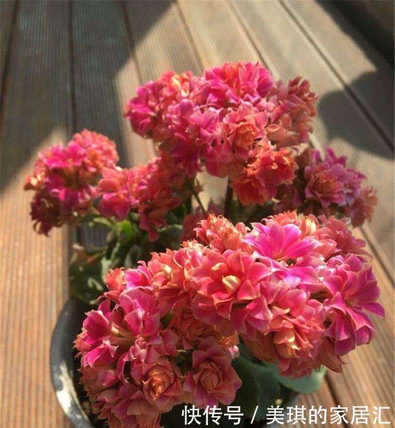 长寿花|只要一片叶子就能插活的花,有3种,繁殖了一盆又一盆