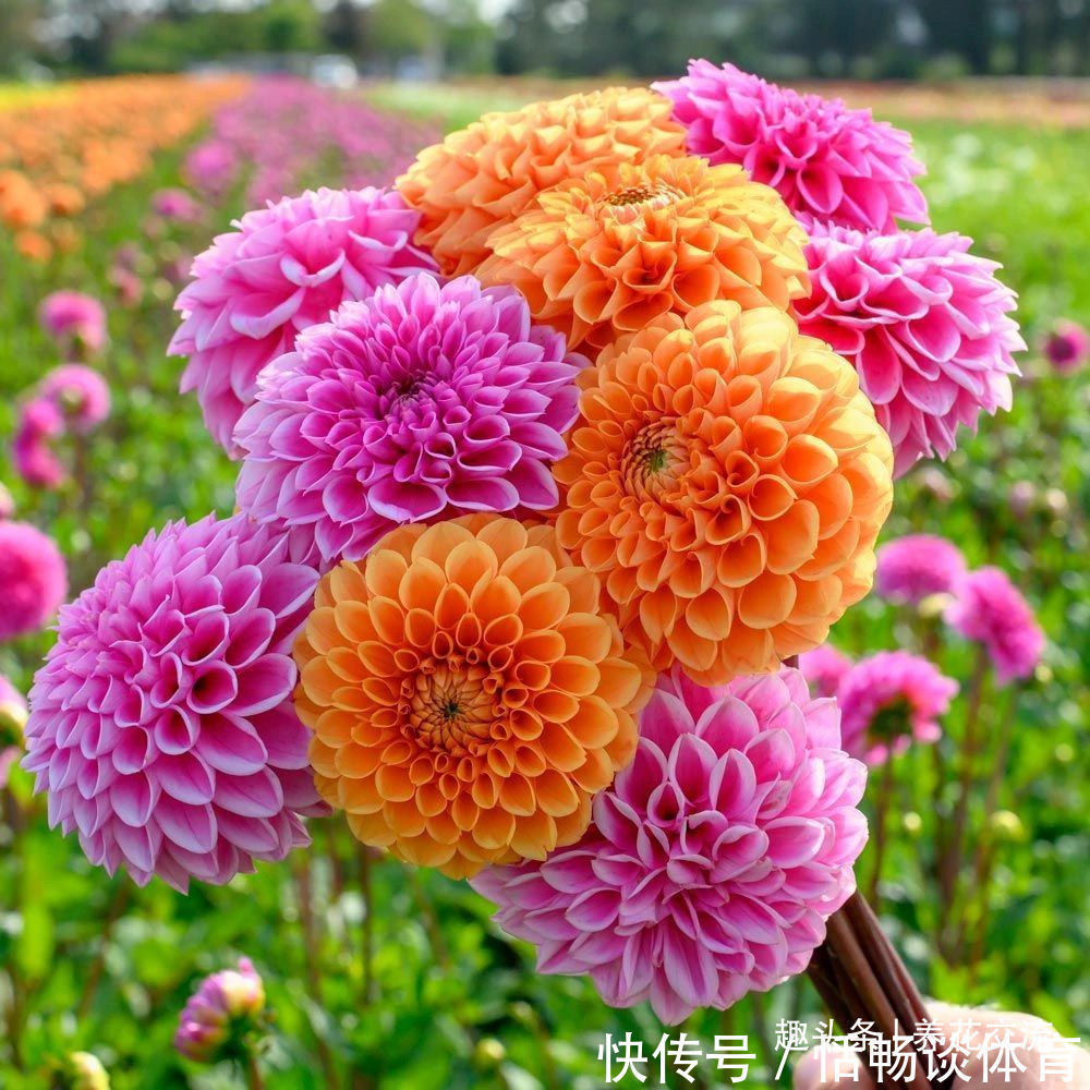 种大丽花的准备工作，温带和亚热带地区盆栽养护攻略