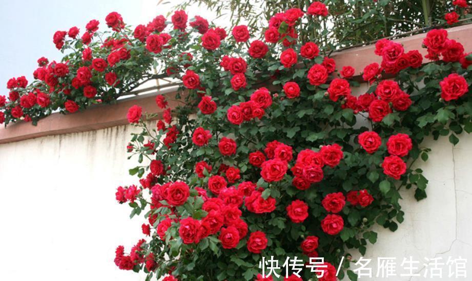 月季|月季花开花越来越少？4个动作催一催，枝繁叶茂，开出层叠群花