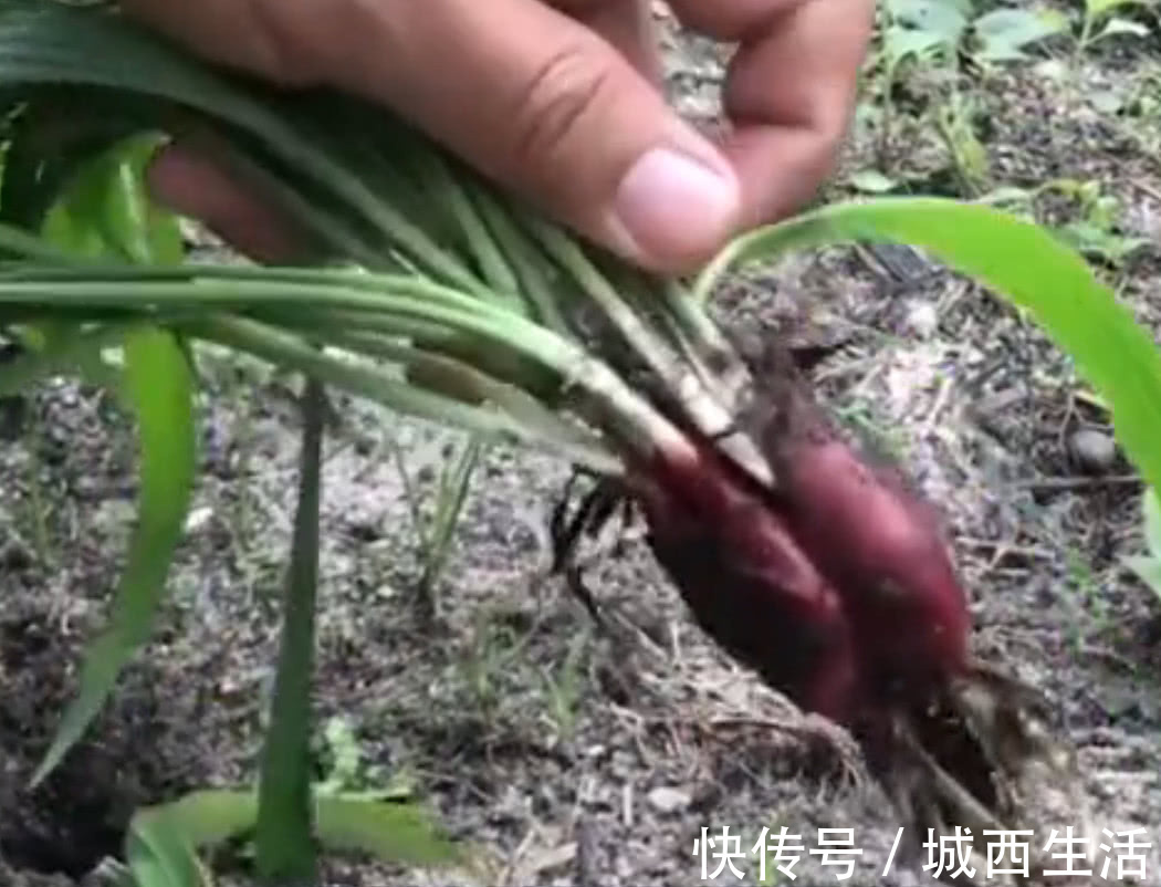 野草|农村不起眼的野草，“天然雄激素”，以后见到要珍惜！